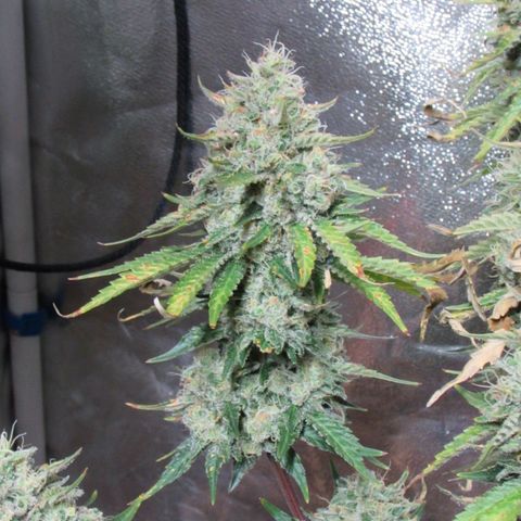 Mimosa Evo growlog timeline photo
