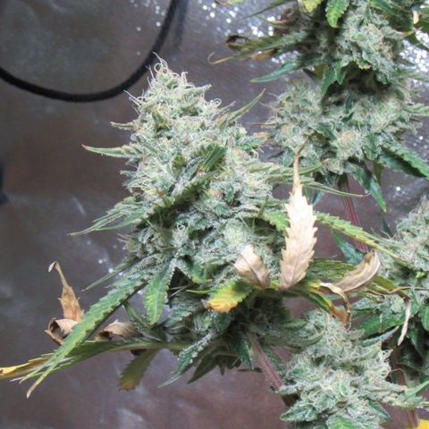 Mimosa Evo growlog timeline photo