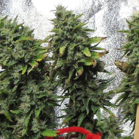 Mimosa Evo growlog timeline photo