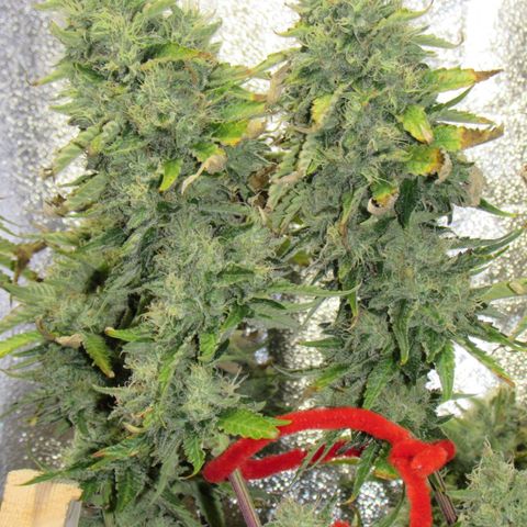 Mimosa Evo growlog timeline photo
