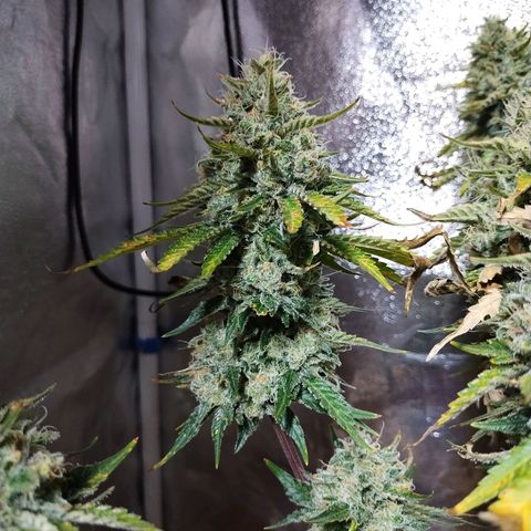 Mimosa Evo growlog timeline photo