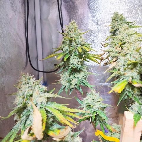 Mimosa Evo growlog timeline photo