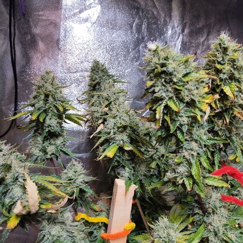 Mimosa Evo growlog timeline photo