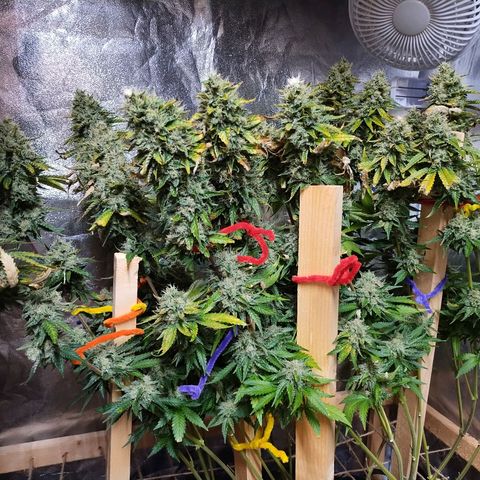 Mimosa Evo growlog timeline photo