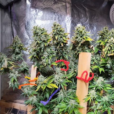 Mimosa Evo growlog timeline photo