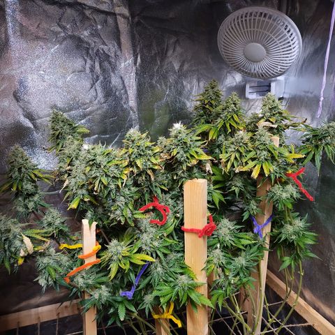 Mimosa Evo growlog timeline photo