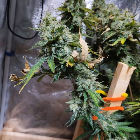Mimosa Evo growlog timeline photo