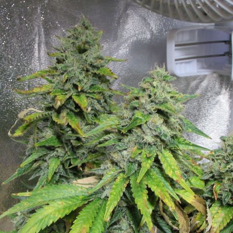 Mimosa Evo growlog timeline photo