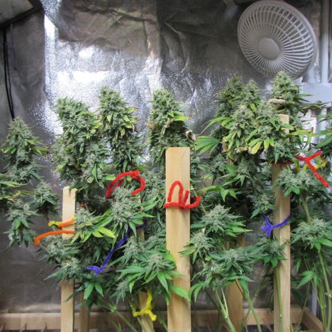 Mimosa Evo growlog timeline photo