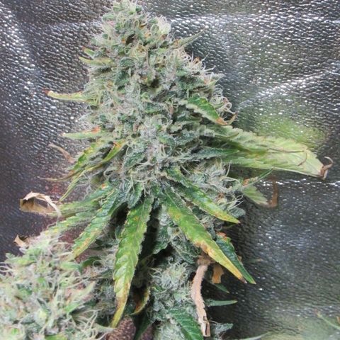 Mimosa Evo growlog timeline photo