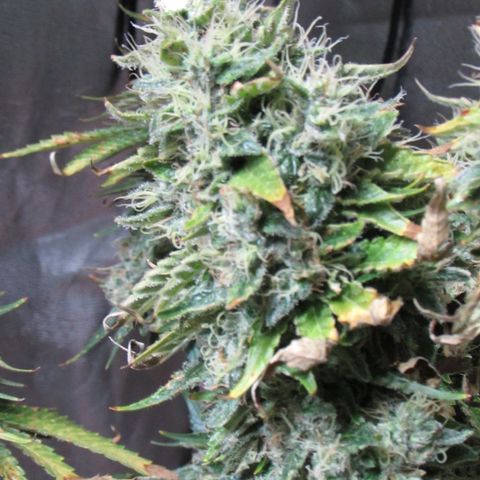 Mimosa Evo growlog timeline photo