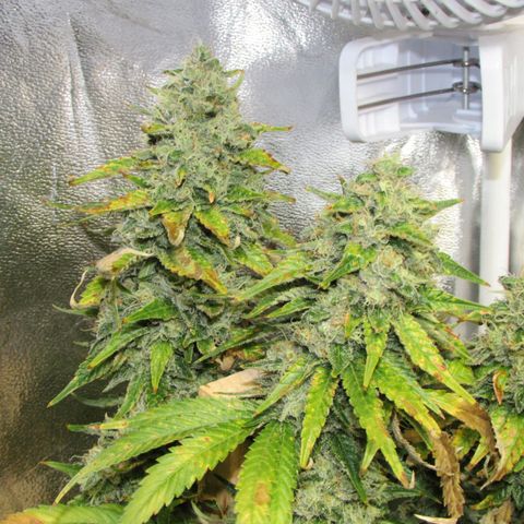 Mimosa Evo growlog timeline photo