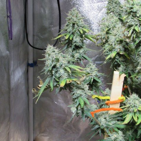 Mimosa Evo growlog timeline photo
