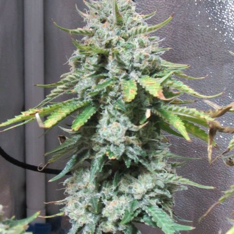 Mimosa Evo growlog timeline photo