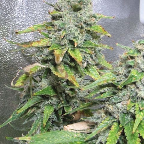 Mimosa Evo growlog timeline photo