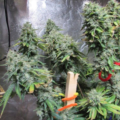 Mimosa Evo growlog timeline photo