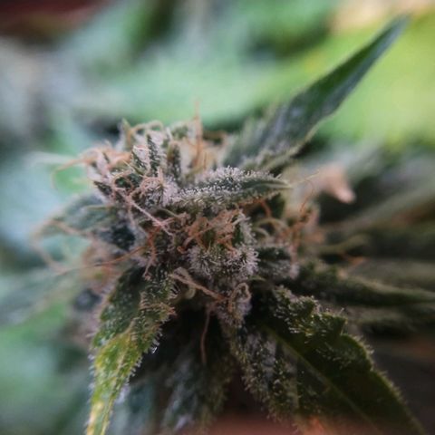 Mimosa Evo growlog timeline photo