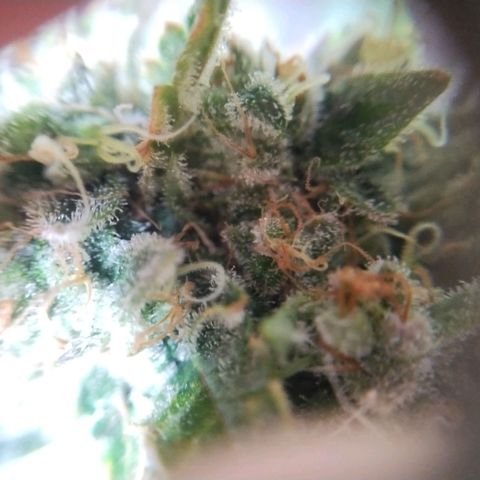 Mimosa Evo growlog timeline photo