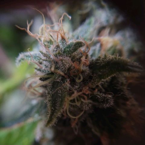 Mimosa Evo growlog timeline photo