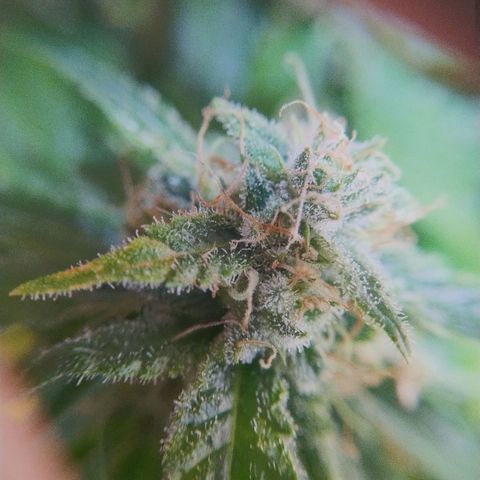Mimosa Evo growlog timeline photo
