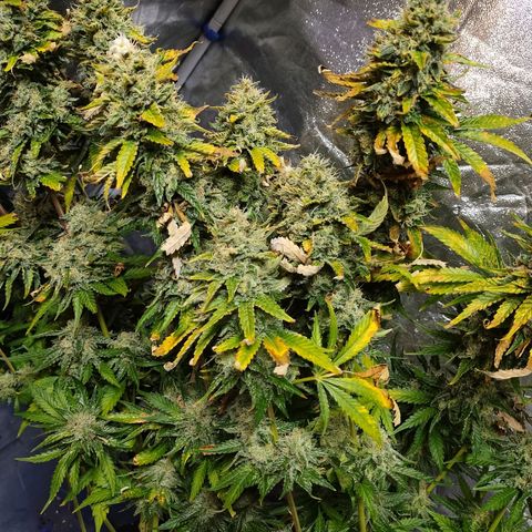 Mimosa Evo growlog timeline photo