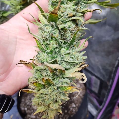 Mimosa Evo growlog timeline photo