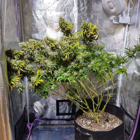 Mimosa Evo growlog timeline photo