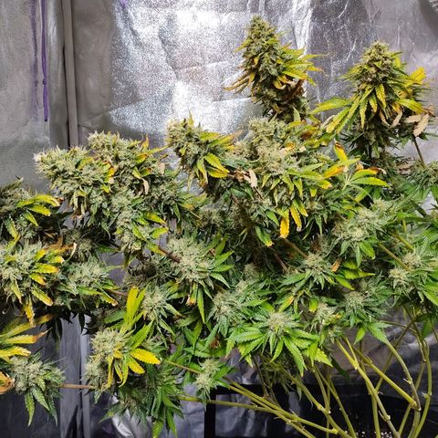 Mimosa Evo growlog timeline photo