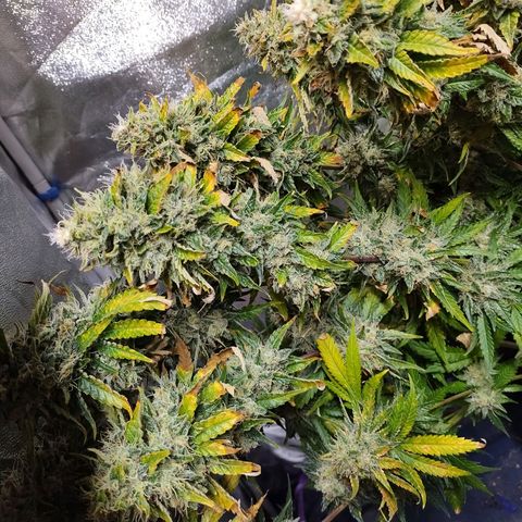 Mimosa Evo growlog timeline photo