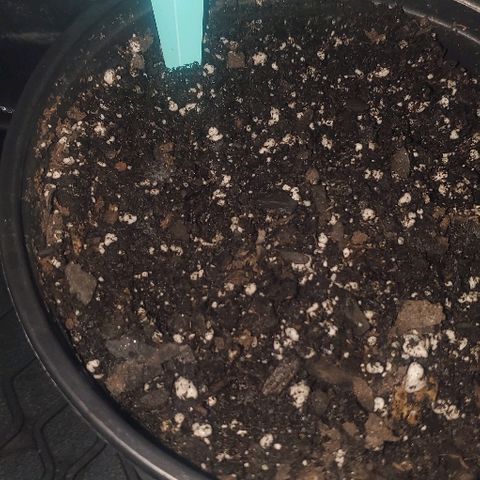 GG #1 growlog photo: 12:00AM planted