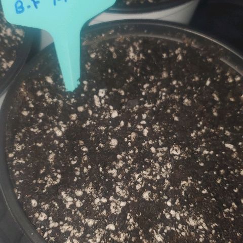 GG #1 growlog photo: 12:00AM planted