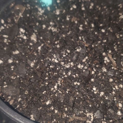 GG #1 growlog photo: 12:00AM planted