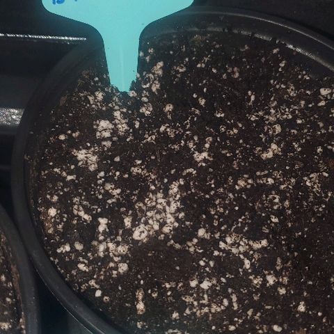 GG #1 growlog photo: 12:00AM planted