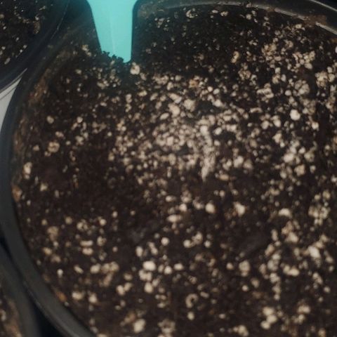 GG #1 growlog photo: 12:00AM planted