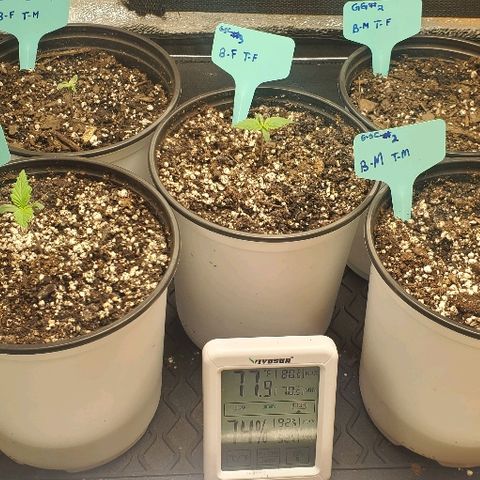 GG #1 growlog timeline photo