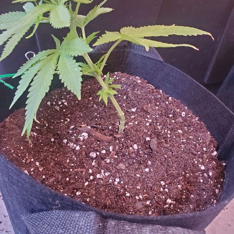 Unknown strain growlog photo: Lousie gave me 2
Transfered the 2 into 3gallon
Applied great white micros to the bottom of them