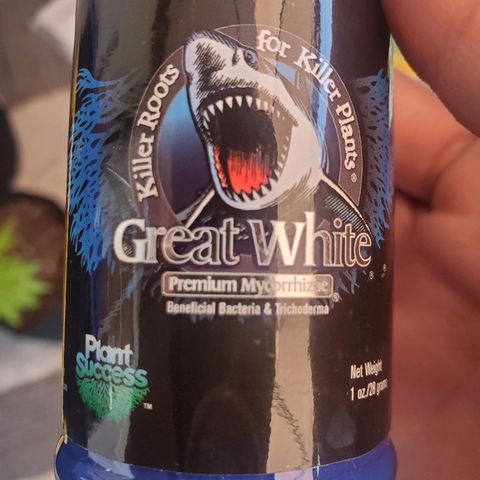 Unknown strain growlog photo: Lousie gave me 2
Transfered the 2 into 3gallon
Applied great white micros to the bottom of them
