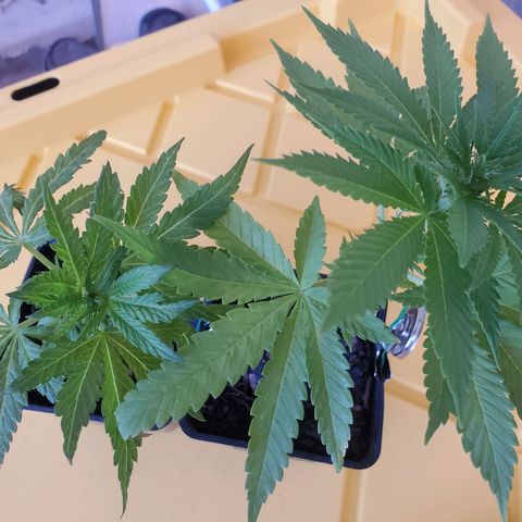 Unknown strain growlog photo: Lousie gave me 2
Transfered the 2 into 3gallon
Applied great white micros to the bottom of them
