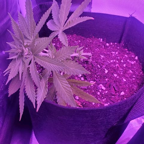 Unknown strain growlog photo: Lousie gave me 2
Transfered the 2 into 3gallon
Applied great white micros to the bottom of them