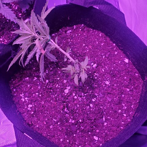 Unknown strain growlog photo: Lousie gave me 2
Transfered the 2 into 3gallon
Applied great white micros to the bottom of them