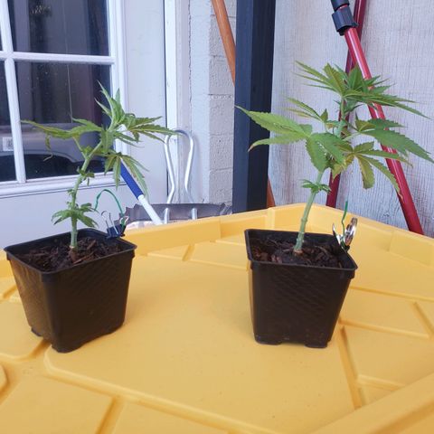 Unknown strain growlog photo: Lousie gave me 2
Transfered the 2 into 3gallon
Applied great white micros to the bottom of them