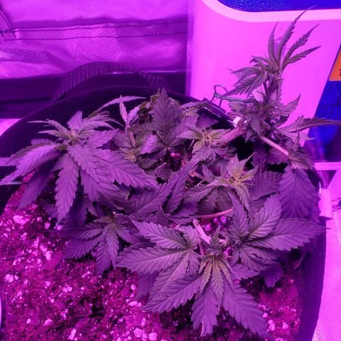 Unknown strain growlog photo: Took 3 leafs from grim