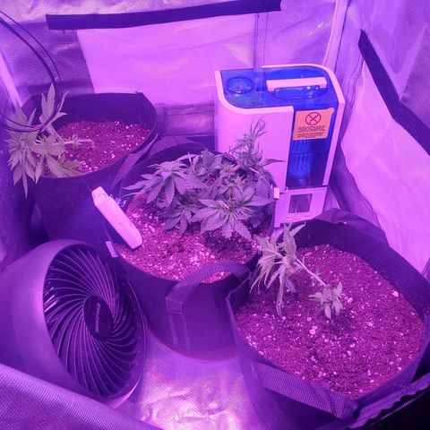 Unknown strain growlog photo: Took 3 leafs from grim