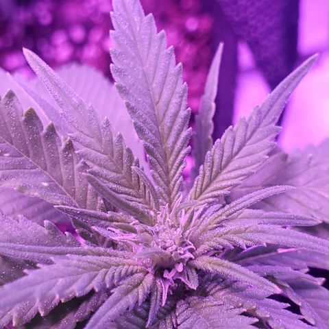 Unknown strain growlog photo: Reveg showing through "pistol" spots