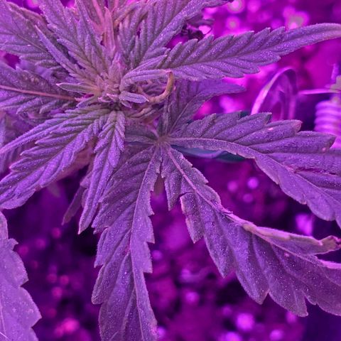Unknown strain growlog photo: Reveg showing through "pistol" spots