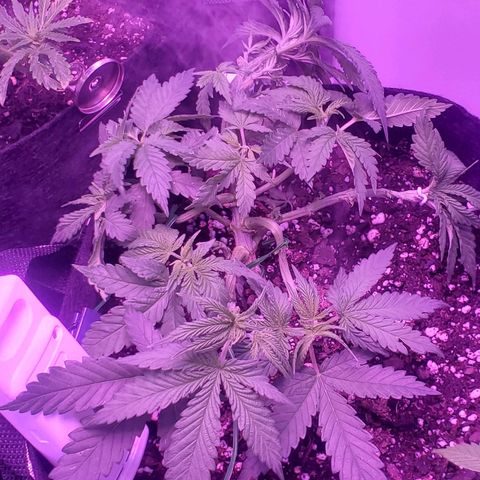 Unknown strain growlog photo: Took some leafs an a lil lst