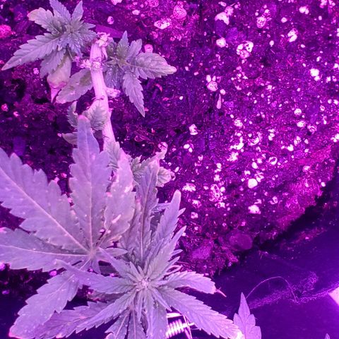 Unknown strain growlog photo: Regrowth coming in on both