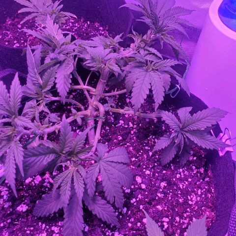 Unknown strain growlog photo: Lsted and picked a lil