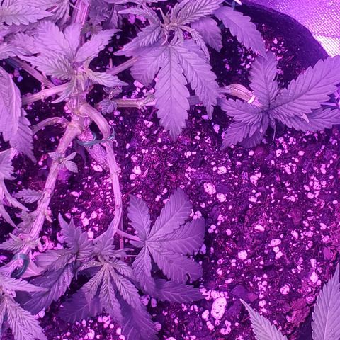 Unknown strain growlog photo: Lsted and picked a lil