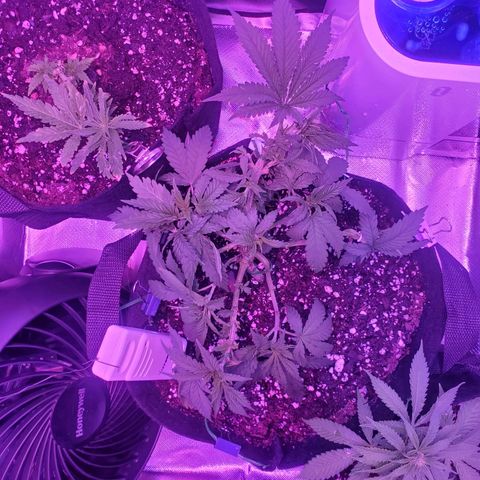 Unknown strain growlog photo: Lsted and picked a lil